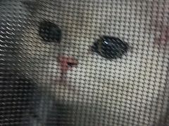 -嘉馨宠物医院·CT影像转诊·心脏科·犬猫全科诊疗中心(下沙大学城院区)