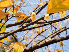 -三圣花乡旅游区