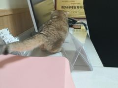 -瑞派宠物医院·24h·骨外科·皮肤科·全科宠物医疗转诊中心(沈阳浑南院)