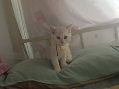 -博特宠物医院24h犬猫全科.骨科·异宠