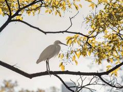 -MAP CHA普洱茶馆(翠湖店)