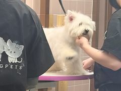 -FAELING PETS美天灵宠物(富力广场店)