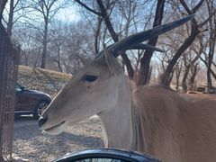 -北京野生动物园