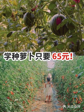 学种萝卜只要65元哦！