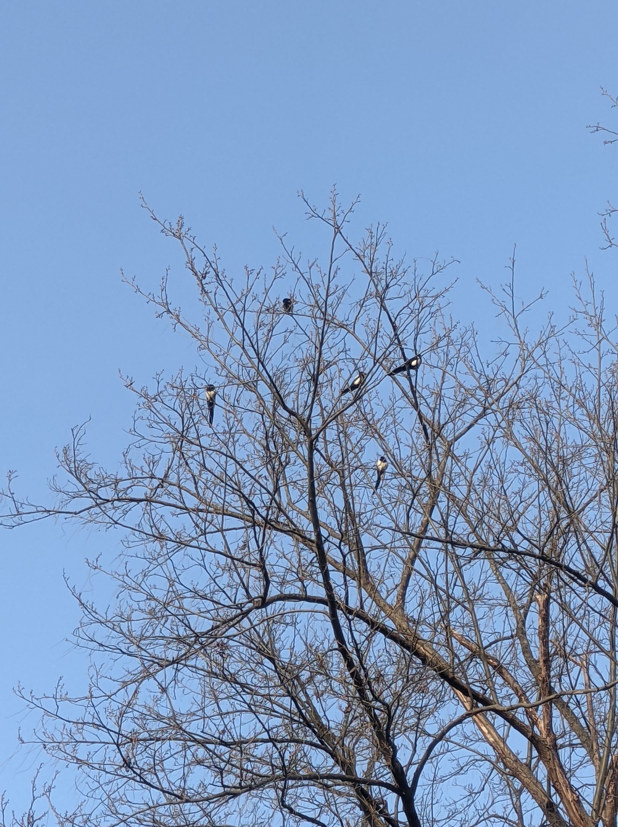 五个喜鹊飞上枝头五福临门