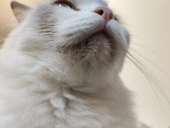 -楼上猫咖(罗湖店)