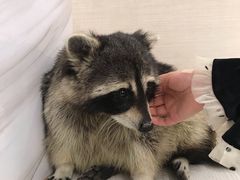 -浣熊柯尔鸭土拨鼠·电玩咖