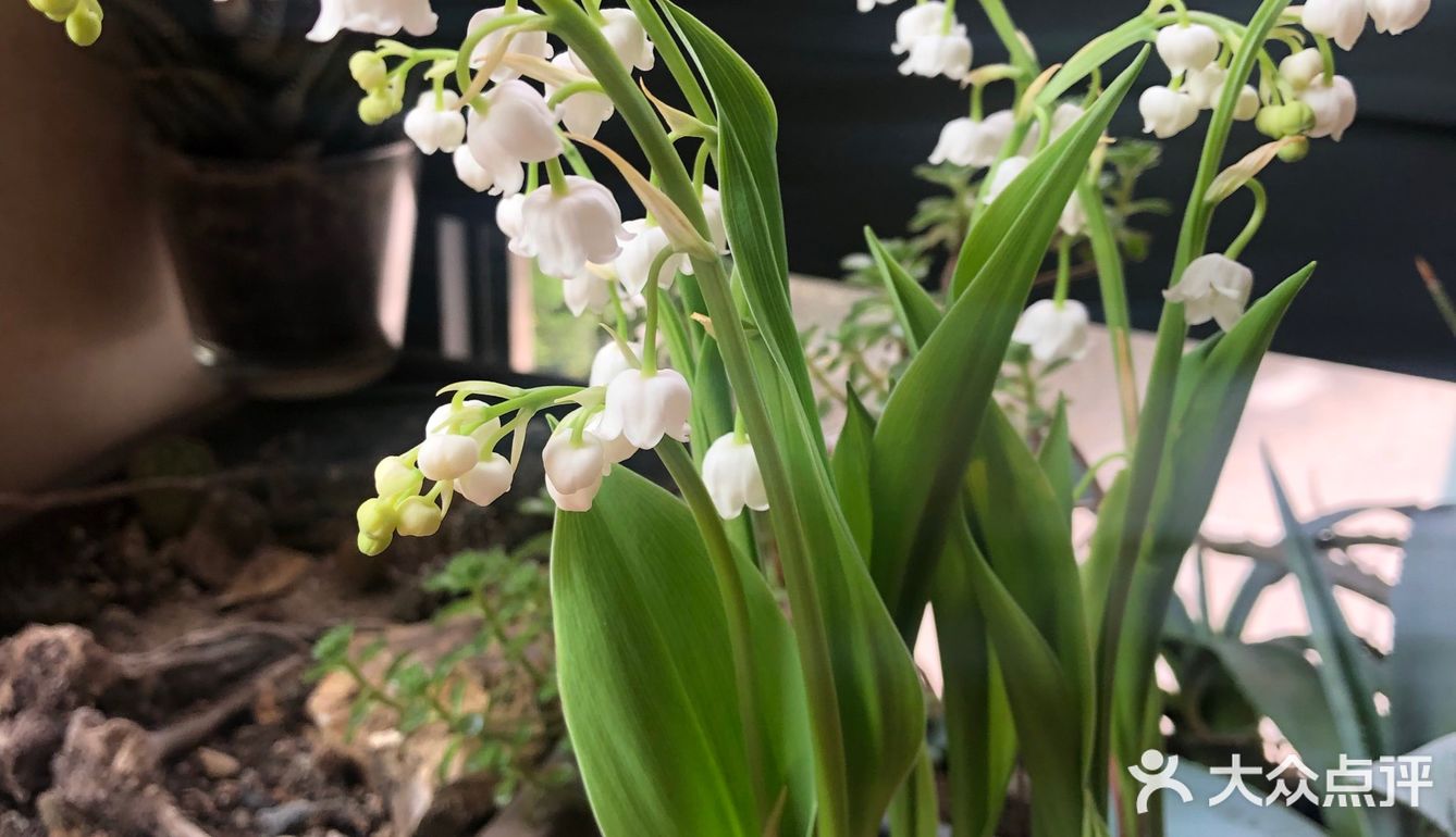 茁壯成長鈴蘭花是宋慧喬的手捧花