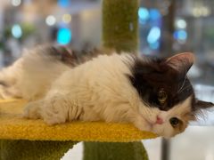 -momokira米努特·德文卷毛猫·棉花面纱犬