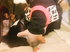 -猫色咖啡·猫咖