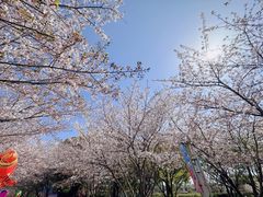 -高东镇樱花园