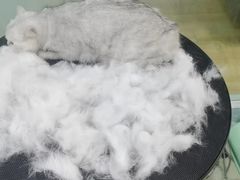 -老吴的猫·猫舍(新区店)