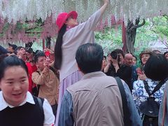 -嘉定紫藤园