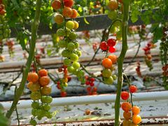 -苏州太湖西山岛开心农场