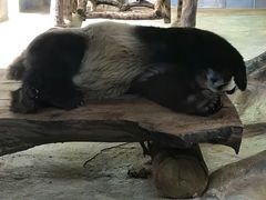 -海南热带野生动植物园