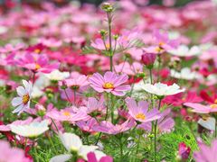 -海心沙亚运公园