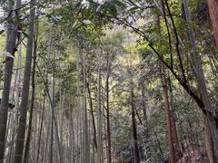 -缙云山景区