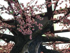 -八大碗·地道东北菜(中街店)
