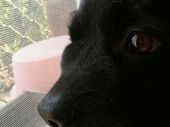 -达爱动物医院·犬猫分区·CT·复杂眼科(远洋山水分院)