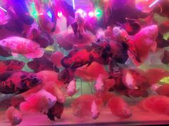-中环花鸟鱼虫市场