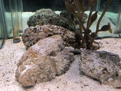 -太平洋海底世界