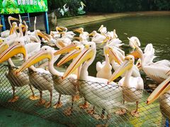 -广州长隆飞鸟乐园