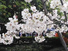 -武汉大学-樱园