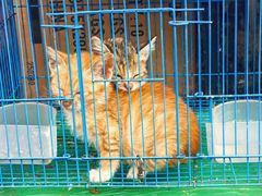 -溪岸路花鸟市场