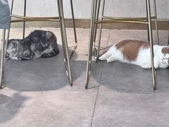 -飞行喵MR PILOT|猫舍·猫咖(静安大融城店)