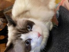 -猫小院猫主题餐厅(南锣旗舰店)