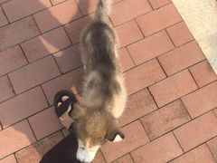 -翊宠yipet猫狗购宠庄园犬舍•猫舍