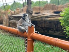 -北京野生动物园