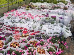 -龙大花卉苗木市场