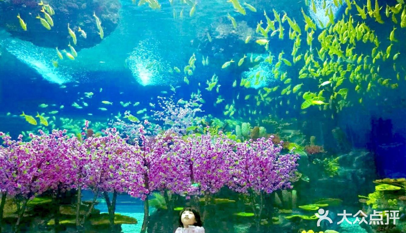 魔都夏日去哪里 | 海昌海洋公园避暑溜娃两不误