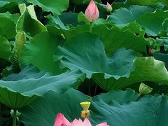 -长洲岛