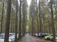 -黄海国家森林公园