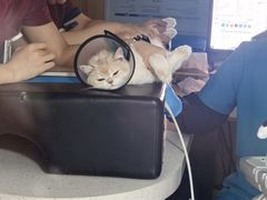 -艾贝尔宠物医院·24H转诊中心·肿瘤猫专科(江宁双龙店)