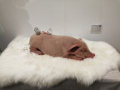 -东浩兰生上海世博展览馆