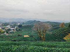 -龙坞茶村