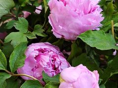 -皇上皇腊味店(下九路店)