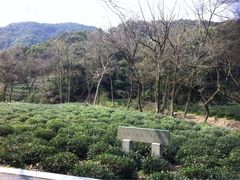 iphone_upload_pic-九溪烟树