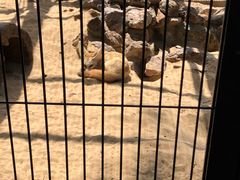 -井之头恩赐公园