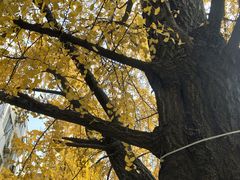 -四川大学(华西校区)