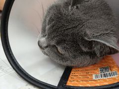 -艾贝尔宠物医院·24H转诊中心·肿瘤猫专科(江宁双龙店)