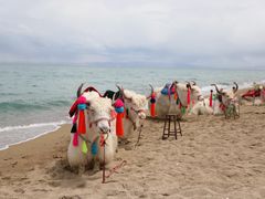 -青海湖国家重点风景名胜区