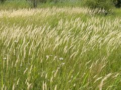 -野鸭湖国家湿地公园