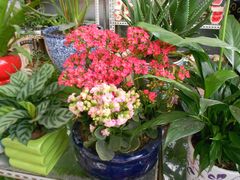 -三圣花乡旅游区