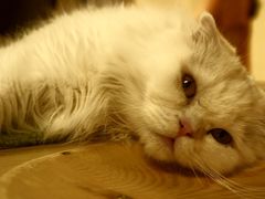 -猫和宫(六道口店)