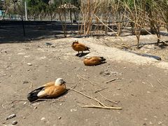 -新疆天山野生动物园