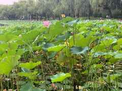 -WhaleSports户外水上运动俱乐部(朝阳公园店)